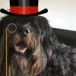 Sterling Dog - @sterlingsbeard - Instagram