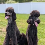 Colette & Sterling - @poodle_noodles - Instagram