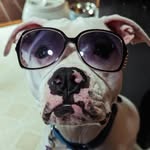 Sterling, Diggs and Molly. - @thepibbles_ - Instagram