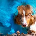 Marie-Carmen - @sterling_foxyaussie - Instagram