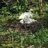 Sterling Fox - @sterling.fox7 - TikTok