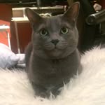 Sterling Silver Fox - @sterling.fox - Instagram