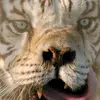 freemansterling - @freemansterling - TikTok