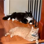 Sterling AndFinn Mitchell - @fluffy.tail.club - Instagram