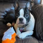 Sterling Mitchell - @sterlingtheboston - Instagram