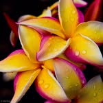 Sterling  Ross - @photismo - Instagram
