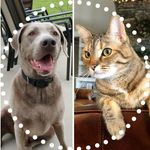 Baby Girl, Sterling & Ruby the Cavapoo - @babygirl_sterling - Instagram