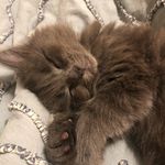 Sterling & Ruby - @sterling.and.ruby - Instagram