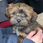 Sterling Warren - @sterling_the_bolonka - Instagram