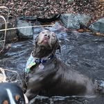 Sterling Way - @sterlingwaythedog - Instagram