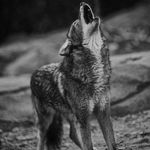 Sterling Williamson - @sterling.williamson.7902 - Instagram