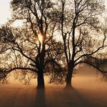 Steve Abercrombie - @inthegardencreations - Instagram
