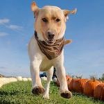 Steven Acheson - @achewop - Instagram