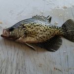 steve ahlers - @ahlerssteve - Instagram