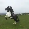 stevealcorn323 - @stevealcorn323 - TikTok