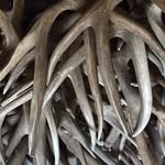 ANTLER SOURCE / STEVE ALDERMAN - @antlerjunkies - Instagram