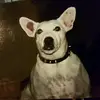 Grey Ghost - @stevecallender - TikTok