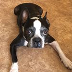Steve Altman - @stevealtman13 - Instagram