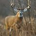 Steve Ammann - Facebook