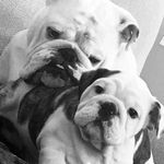 Steve and Kevin🐶✊& Charlie - @steveandkevin7 - Instagram