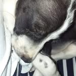 Steven Anaya - @stevenayquq - Instagram