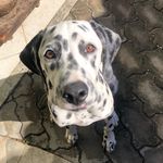 Steve Andrade - @dalmatasteve - Instagram