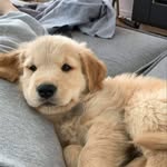 Archibald - @steve_archibald - Instagram
