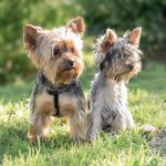 Archie And Steve - @archie_steve_perm - Instagram