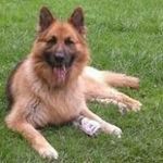 Steve Arrowsmith - @arrowsmithsteve - Instagram