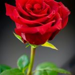 Arvin steve - @arvinsteve6 - Instagram