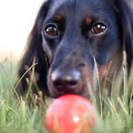 Steve Asmussen - @wagsmore_photography - Instagram