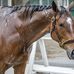 Steve Asmussen - Facebook