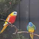 Steve Attard - @stevea947 - Instagram