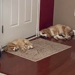 Steve Atwell - @steve_atwell - Instagram