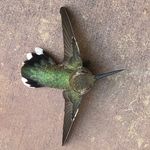 Steve Atwood - @atwood711 - Instagram
