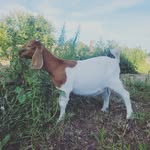 Steve & Aubrey Hamburg - @houseonthehillpettingfarm - Instagram