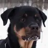 Steve Audette - @steve.audette - TikTok