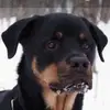 Steve Audette - @steve.audette - TikTok