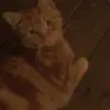Steve Batten - @steve.batten - TikTok