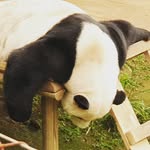 steve been - @been_steve - Instagram