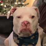 Steven Benevento - @benawho747 - Instagram