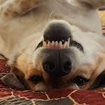Steve Benning - @stevebenning - Instagram