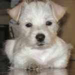 Steve Berkley - @48smbwestie - Instagram