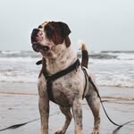 Steve - Continental Bulldog - @steve_big_sur - Instagram