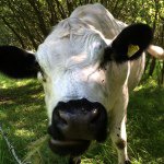 Steve Blacker - @cowofwisdom - Instagram
