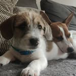 Steve & Austin Blackmore - @steveaustindogs - Instagram
