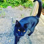 Steve Blackmore - @blackmoresteve1 - Instagram