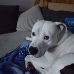 Steve Böhm - @steve.bohm.509 - Instagram