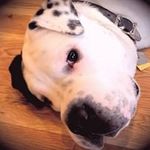 Steve Bois - @steve.bois - Instagram