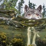 Steve Boley - @junodog150 - Instagram